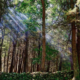 Sol brillando a través de los árboles en el bosque cerca del muro de piedra (Instagram@swansonkphotography)