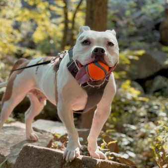 Dog hiking at Sleeping Giant State Park (Instagram@smudgeandthecity)