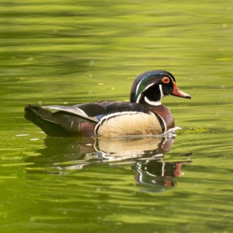 Mallard along Windsor Locks Canal (Instagram@cfyu_photography)