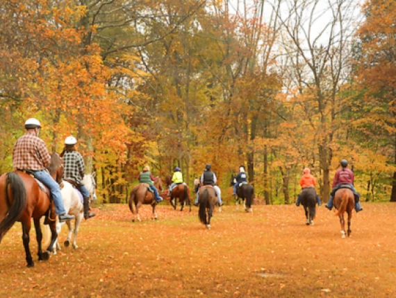 People riding horses into the woods in fall (Flickr@terrywildstock)