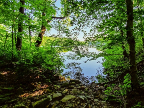 A view of green trees with water in the distance (Flickr@keith-thom)
